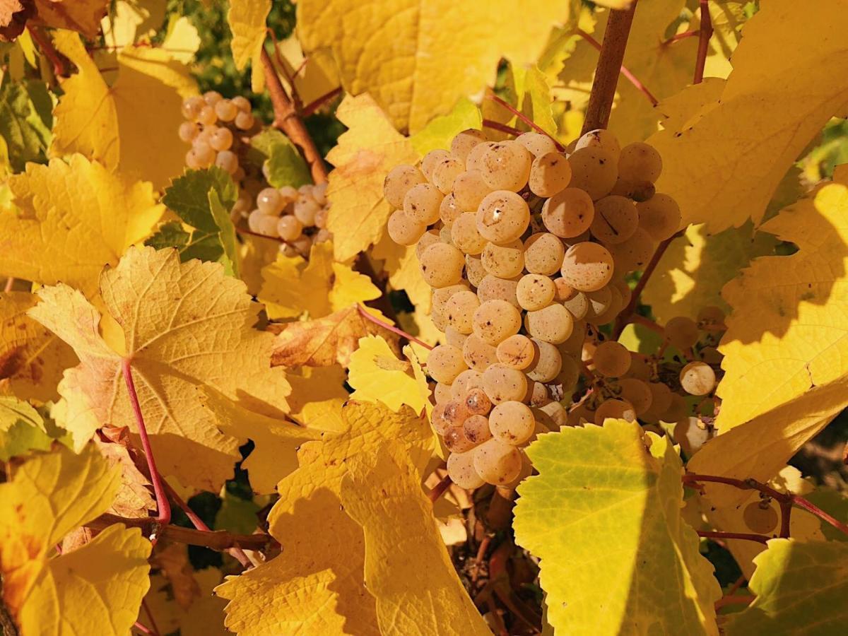 Weingut-Aparthotel Olinger Mehring  Exteriér fotografie